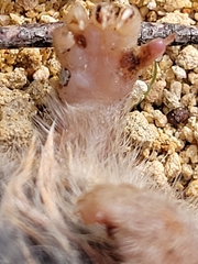 Antechinus mimetes