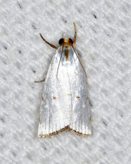 Argyria gonogramma