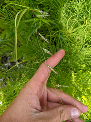 Pleuropogon refractus