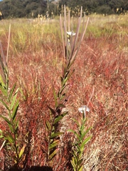 Epilobium pallidiflorum