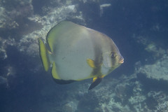 Platax boersii