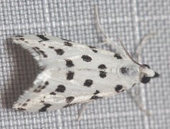 Eustixia pupula