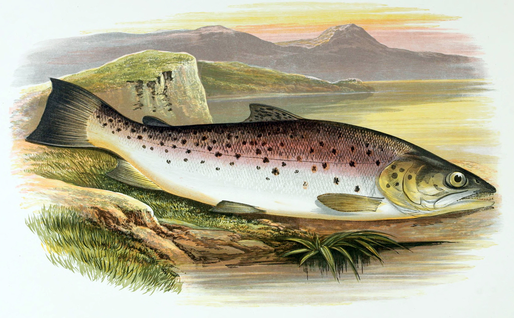 Ferox Trout