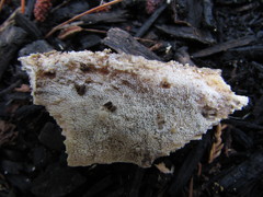 Resinicium bicolor