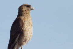 Daptrius chimango chimango