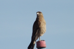 Daptrius chimango chimango