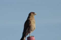 Daptrius chimango chimango