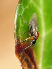 Dilophus tibialis breviceps