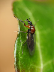 Dilophus tibialis breviceps