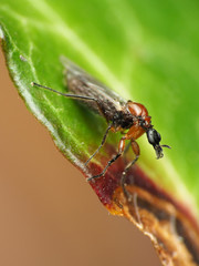 Dilophus tibialis breviceps