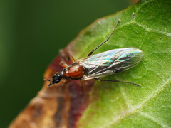 Dilophus tibialis breviceps