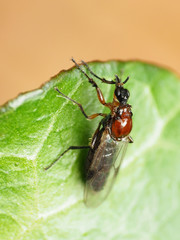 Dilophus tibialis breviceps