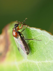 Dilophus tibialis breviceps