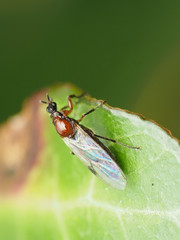 Dilophus tibialis breviceps