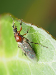 Dilophus tibialis breviceps