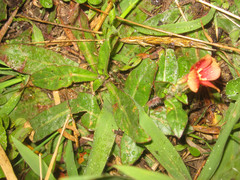 Oenothera epilobiifolia