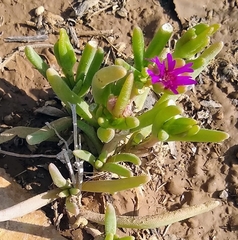 Delosperma cooperi