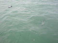 Cephalorhynchus hectori