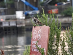 Mimus polyglottos