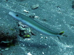 Malacanthus plumieri