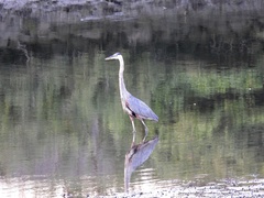 Ardea herodias
