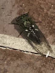 Neotibicen latifasciatus