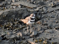 Charadrius vociferus