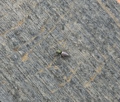 Salticus peckhamae