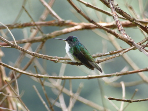 Uranomitra franciae