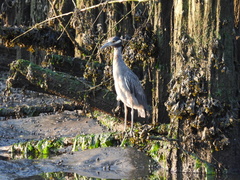 Nyctanassa violacea