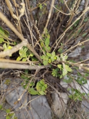 Lippia graveolens