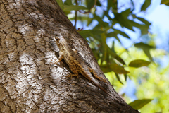 Sceloporus occidentalis