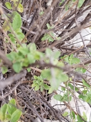 Lippia graveolens