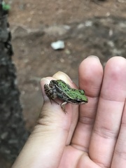 Pelophylax nigromaculatus