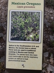 Lippia graveolens