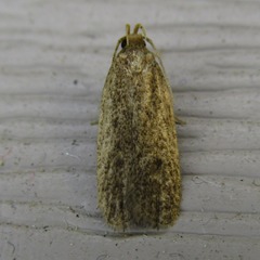 Glyphidocera juniperella
