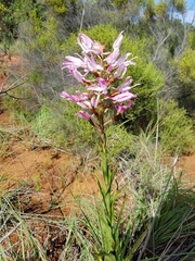 Disa nervosa