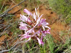 Disa nervosa