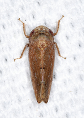 Paraphlepsius continuus