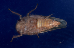 Paraphlepsius continuus