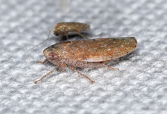 Paraphlepsius continuus