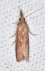 Macrorrhinia endonephele