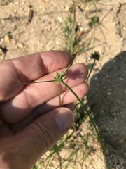 Cyperus grayi