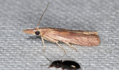 Macrorrhinia endonephele