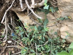 Coronilla scorpioides