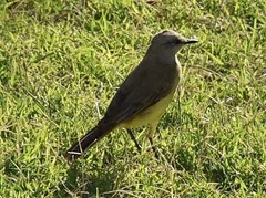 Machetornis rixosa