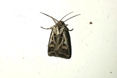 Feltia subgothica