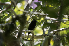 Knipolegus nigerrimus