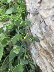 Coronilla scorpioides