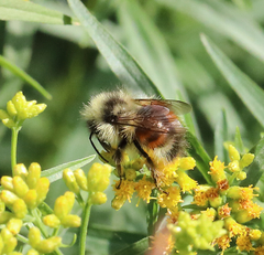 Bombus sylvicola
